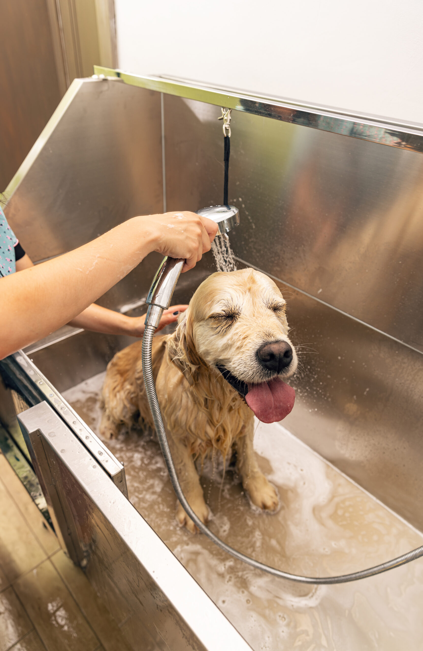 Relaxing bath foam to a golden retriever dog