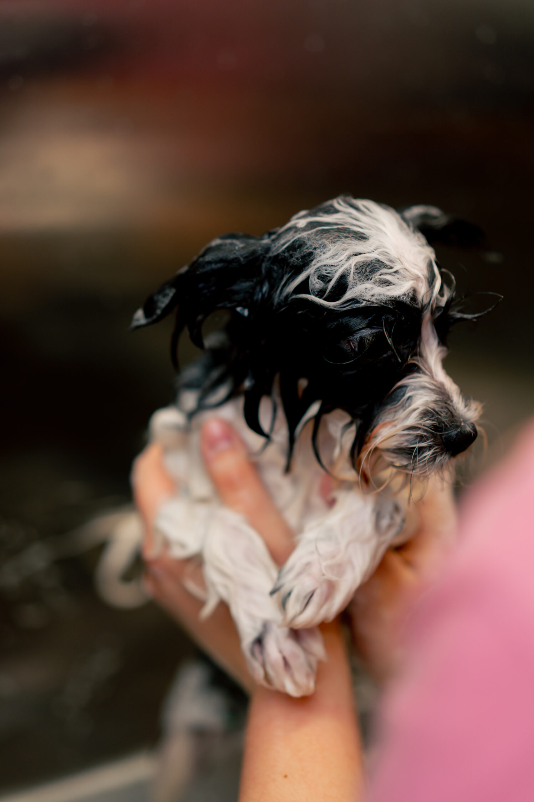 Close up in a grooming salon a small wight black dog is lathered by a groomer lathering in a metal bathtub